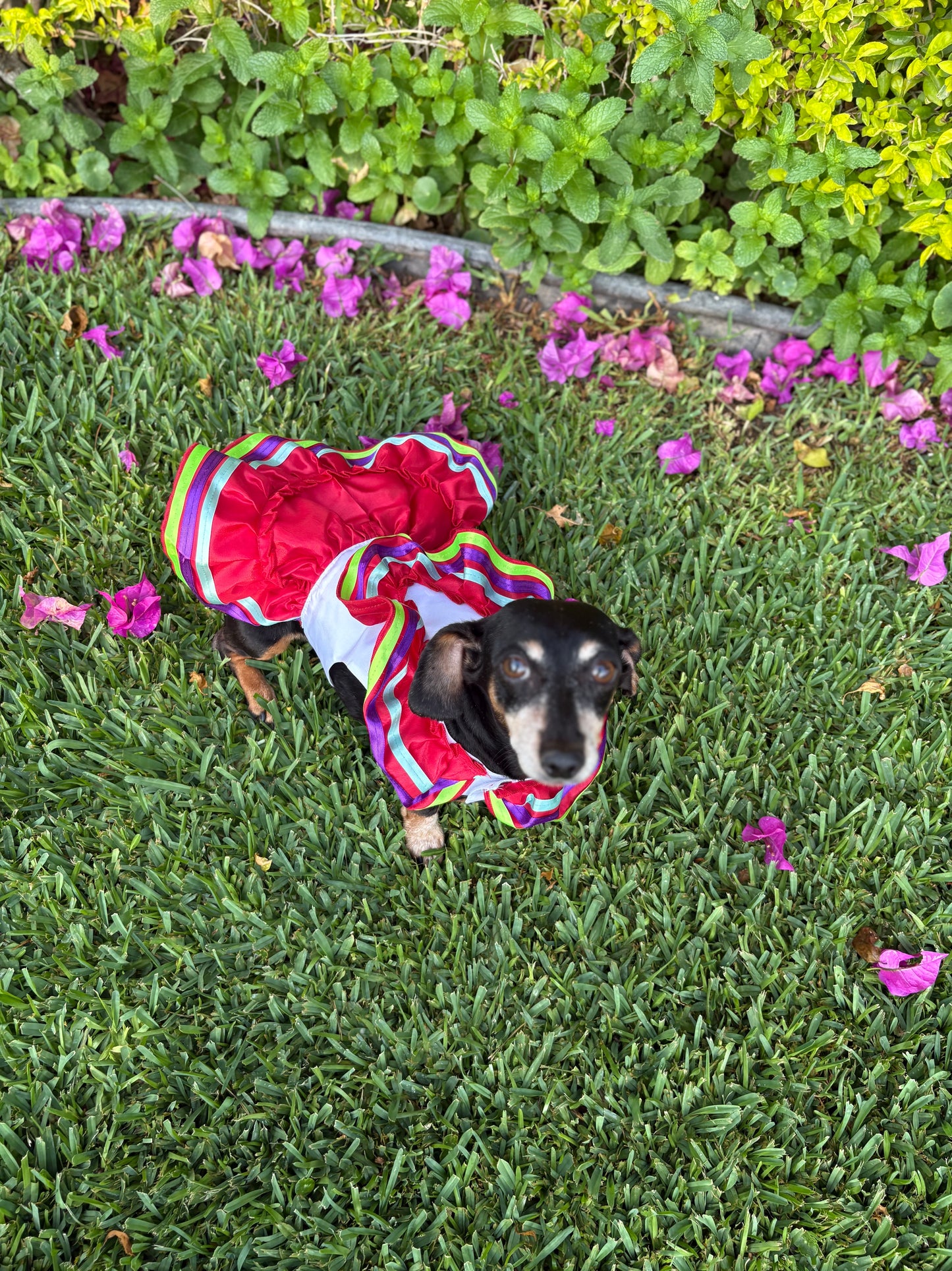 Escaramuza red dress