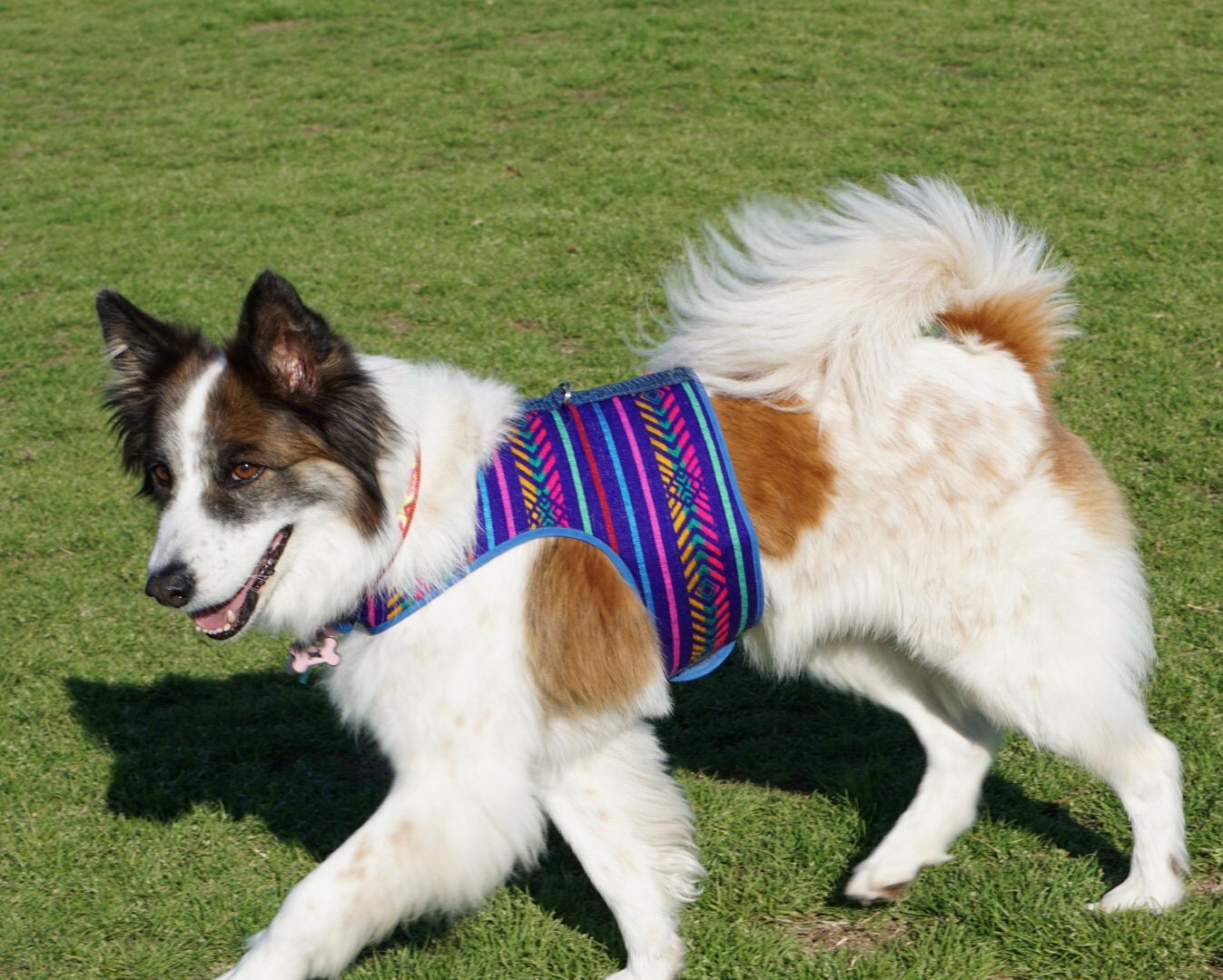 Purple Harness