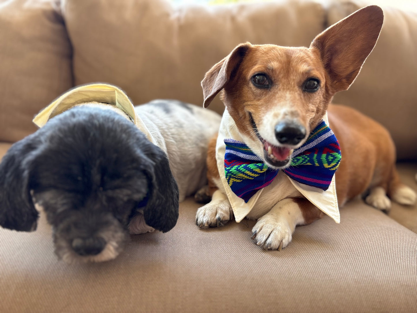 Shirt collar with bow tie