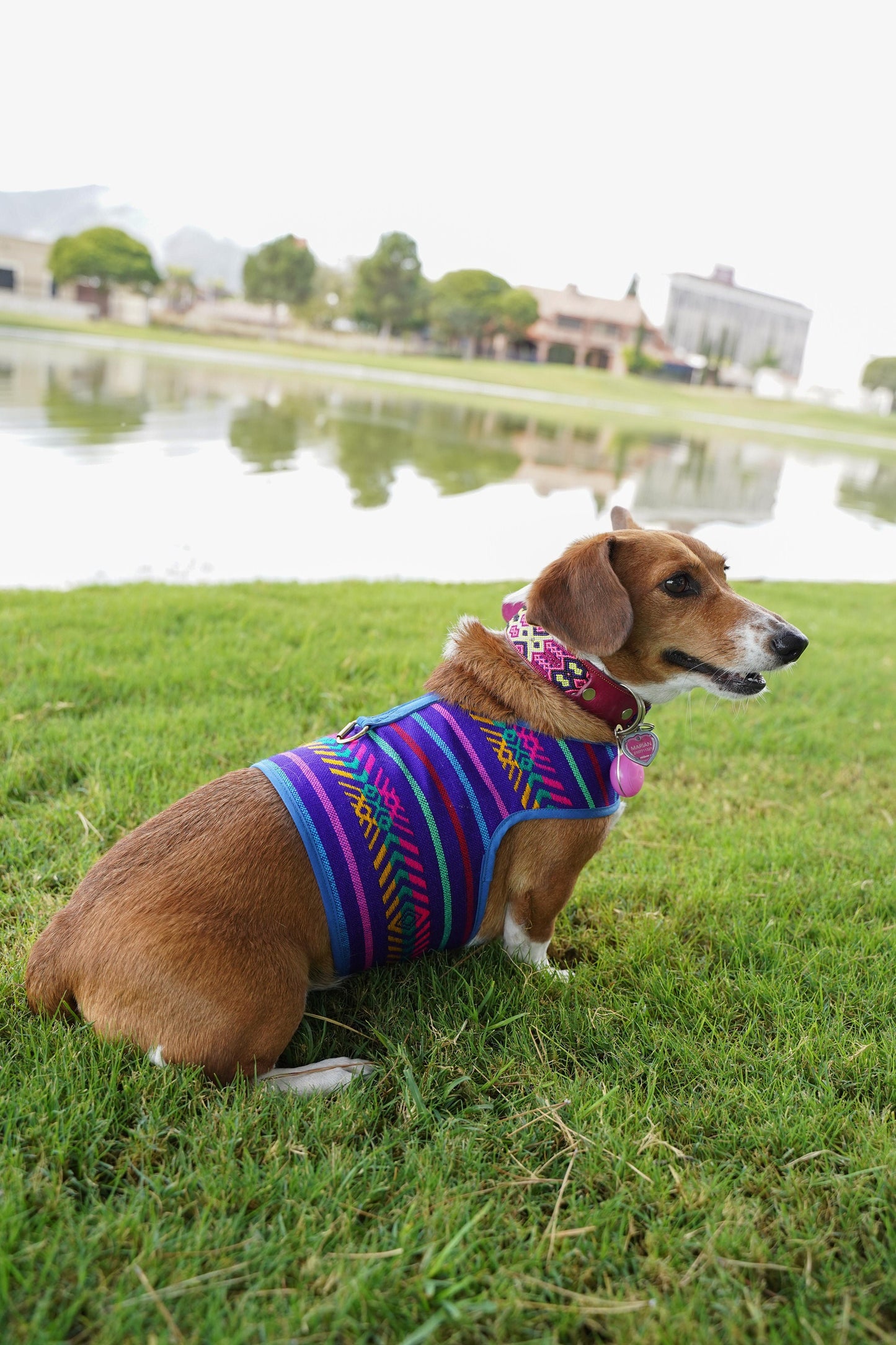 Purple Harness
