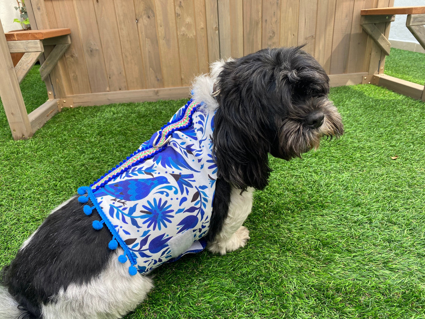 Blue otomi Harness